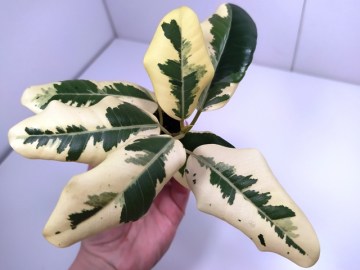 ФИКУС RUBIGINOSA VARIEGATA укорененный черенок